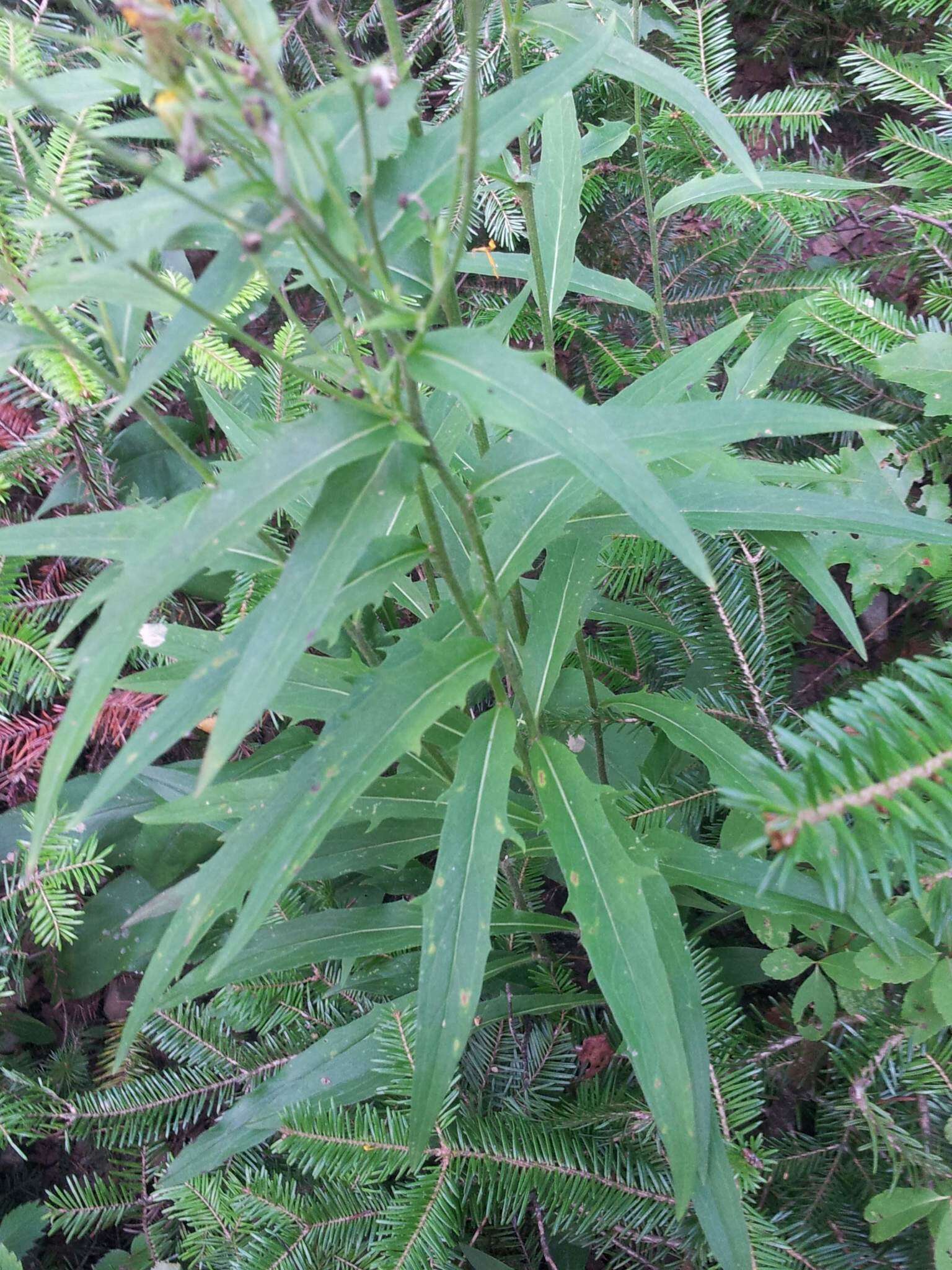 Image of threetooth hawkweed