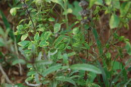 Image of Common African Flap-necked Chameleon