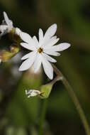 Image of smallflower woodland-star