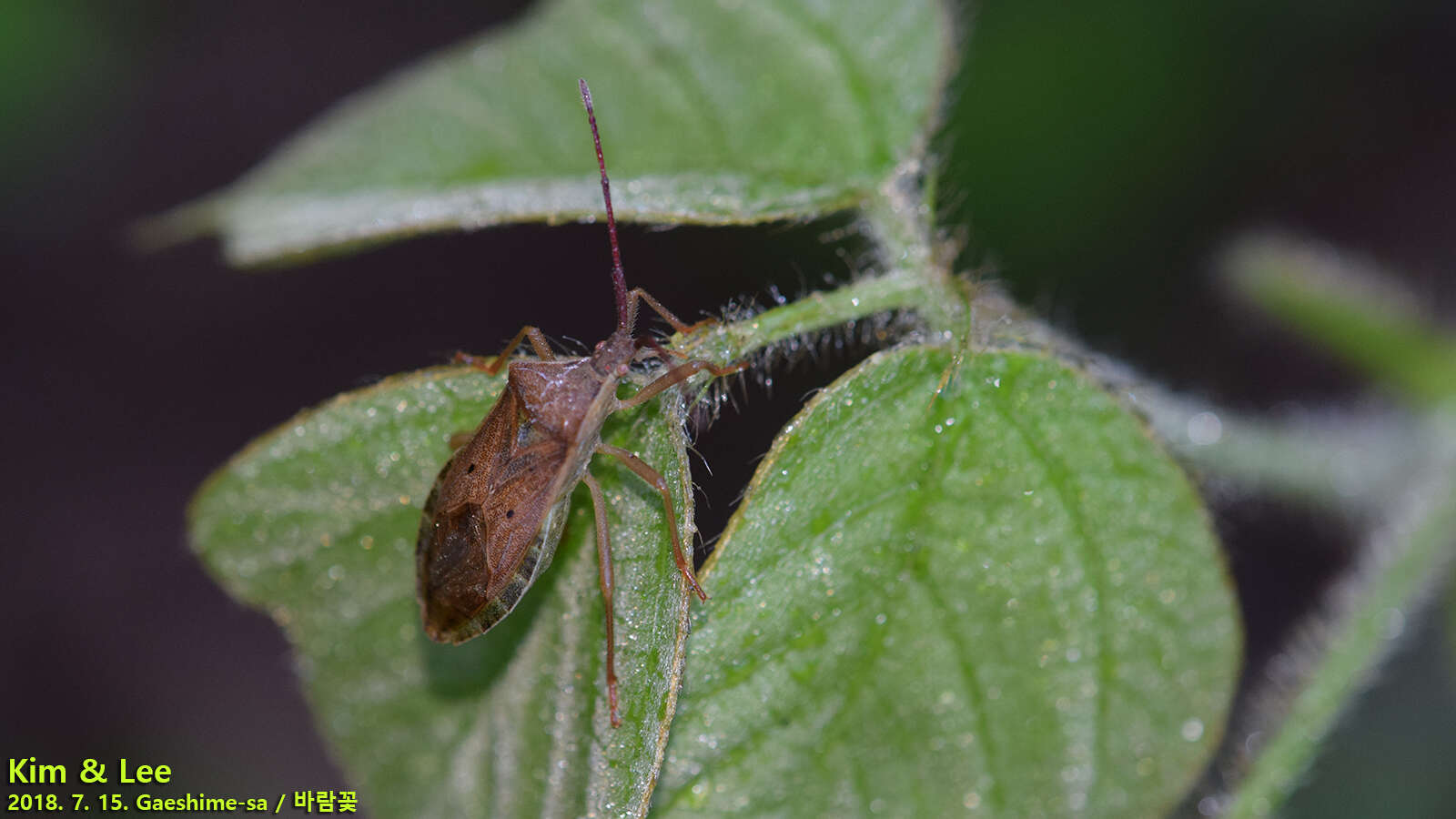 Plancia ëd Homoeocerus (Tliponius) unipunctatus (Thunberg 1783)