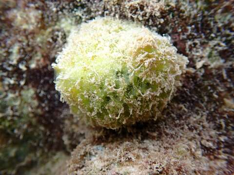 Image of tangerine sponge