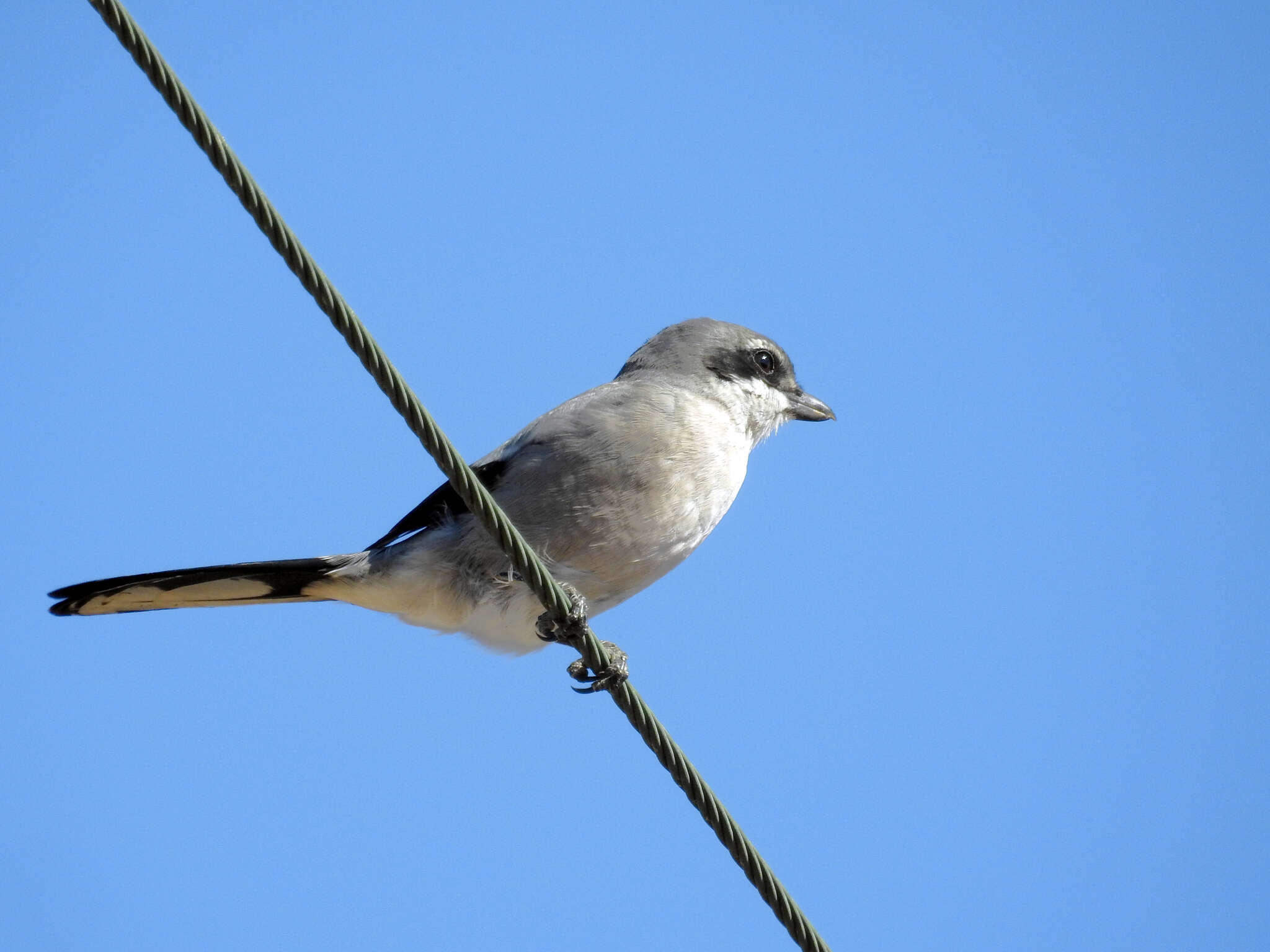 Image of Iberian Grey Shrike