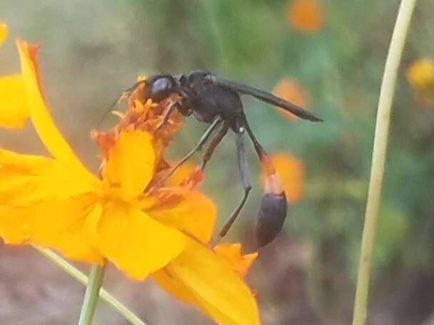 Слика од Ammophila nigricans Dahlbom 1843