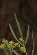 صورة Lomatium triternatum (Pursh) Coult. & Rose