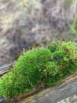 Image of dicranoweisia moss