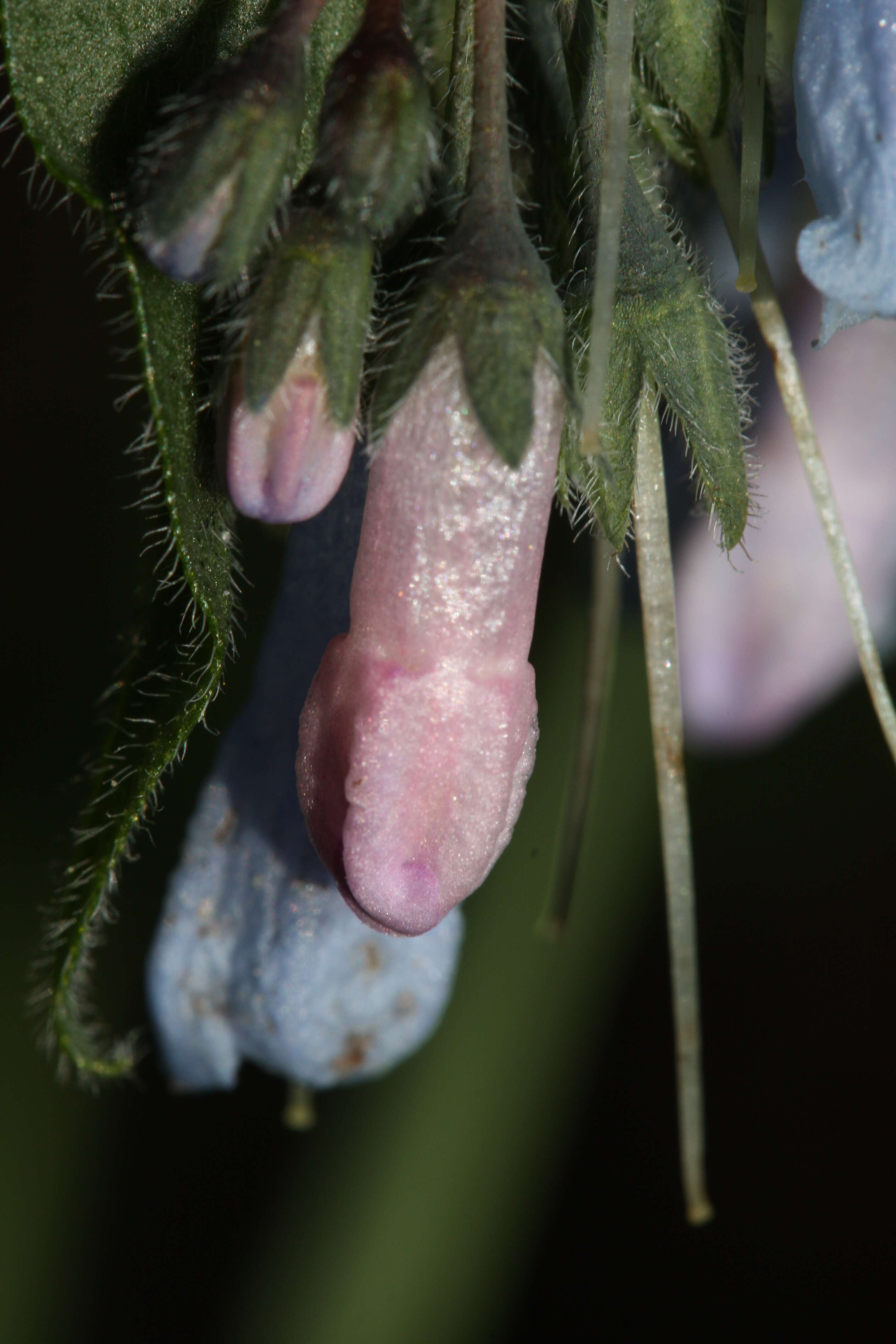 Mertensia oblongifolia (Nutt.) G. Don resmi