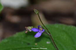 Platystemma violoides Wall.的圖片