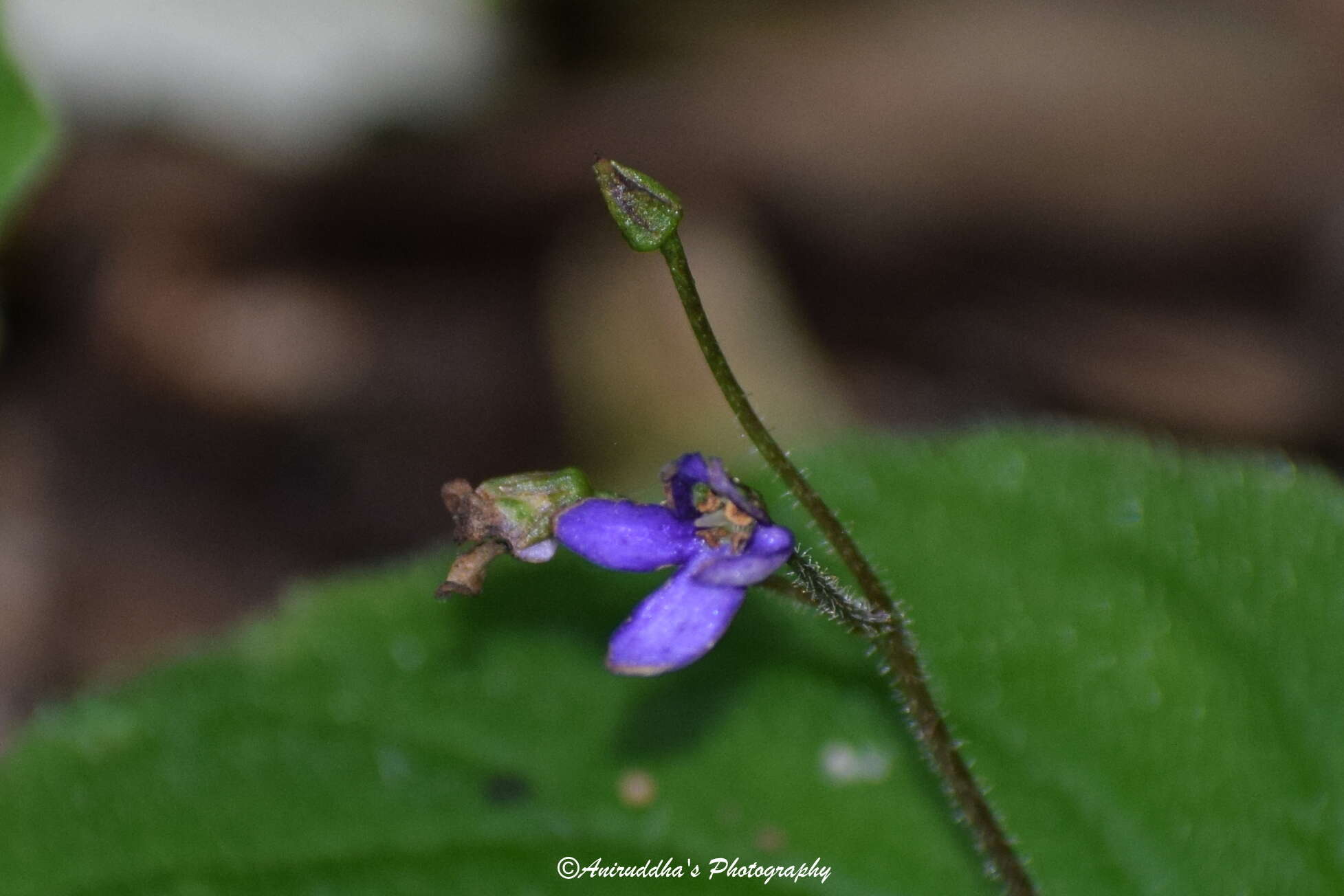 Platystemma violoides Wall.的圖片