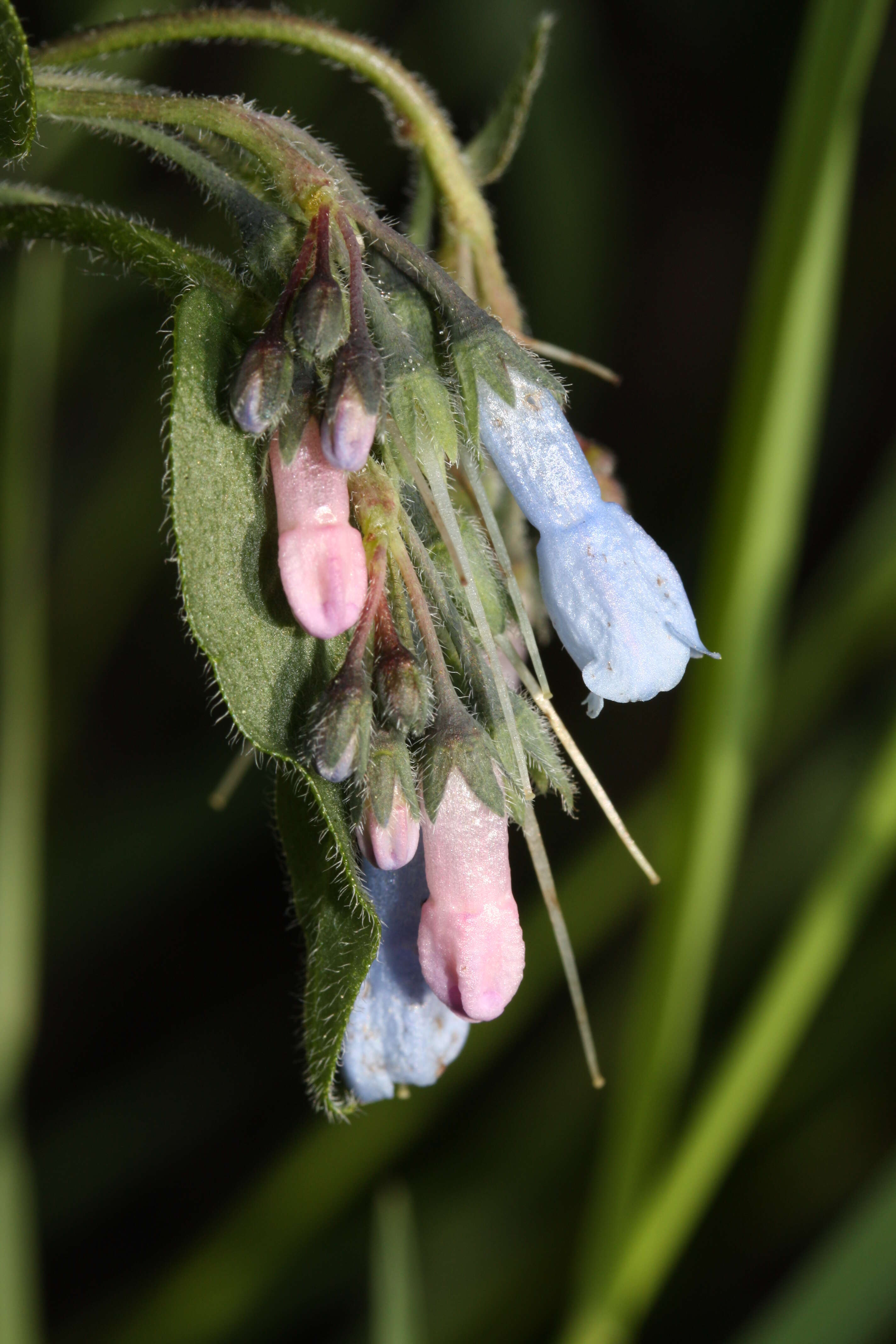 Image of oblongleaf bluebells