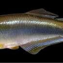 Image of Blue tetra