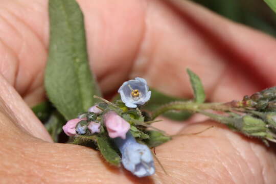 Image of oblongleaf bluebells