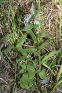 Image of oblongleaf bluebells