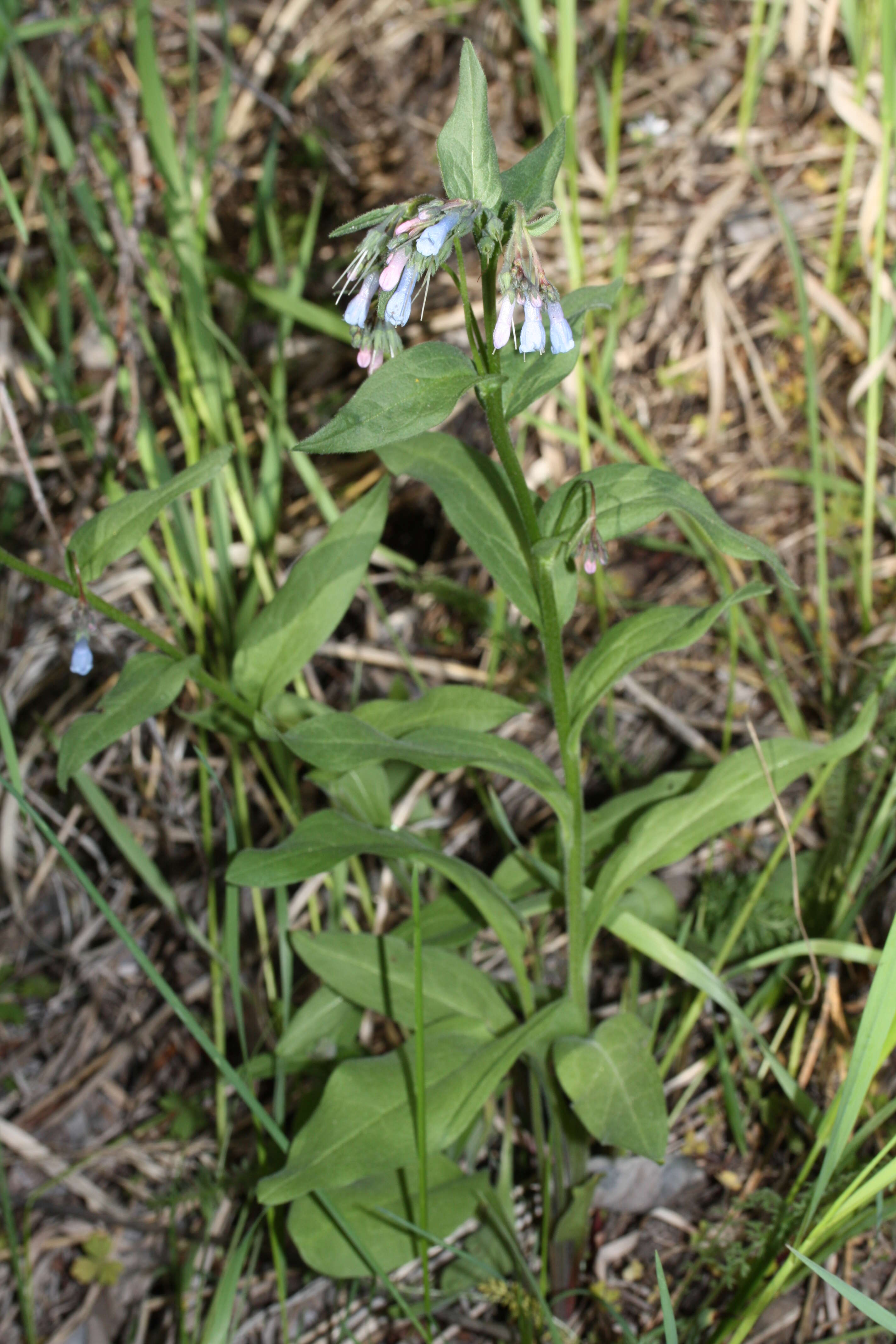 Mertensia oblongifolia (Nutt.) G. Don resmi