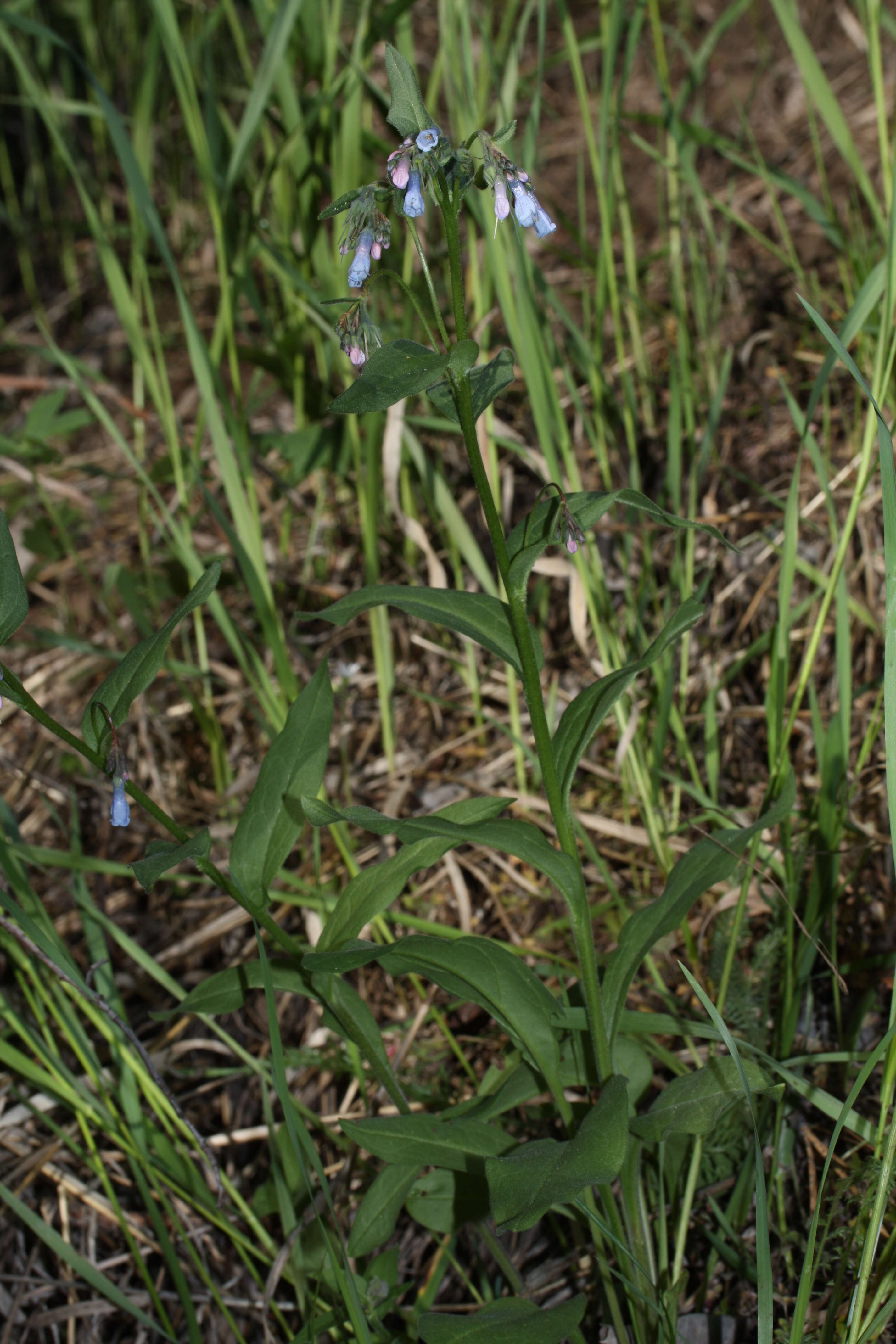 Mertensia oblongifolia (Nutt.) G. Don resmi