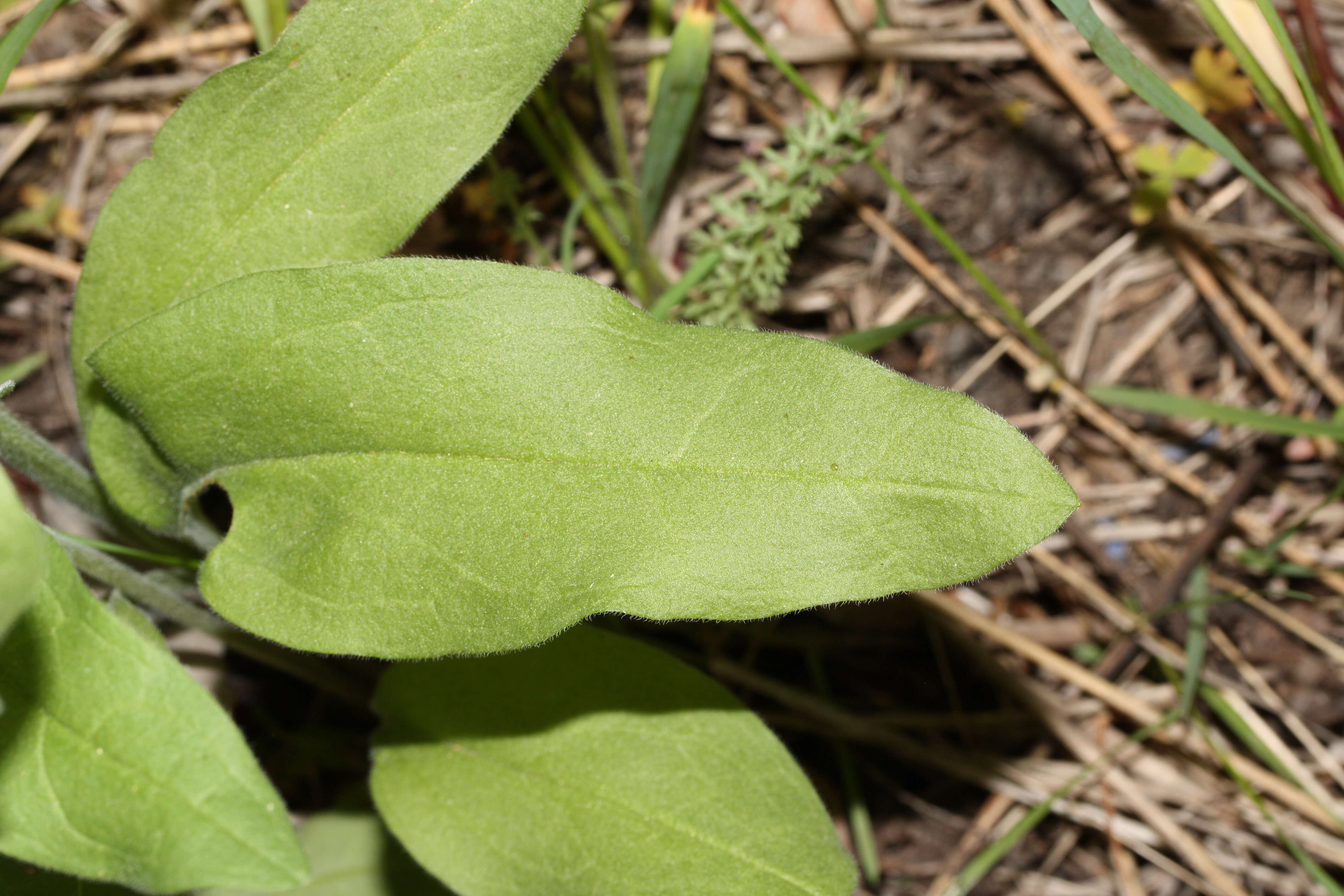 Image of oblongleaf bluebells