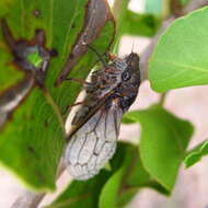 Image of Tettigades ulnaria Distant 1906