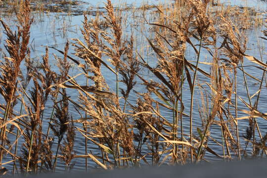 Image of common reed