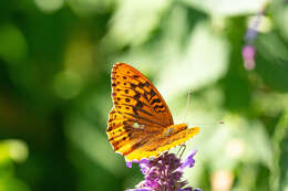 Image of <i>Speyeria cybele pugetensis</i>