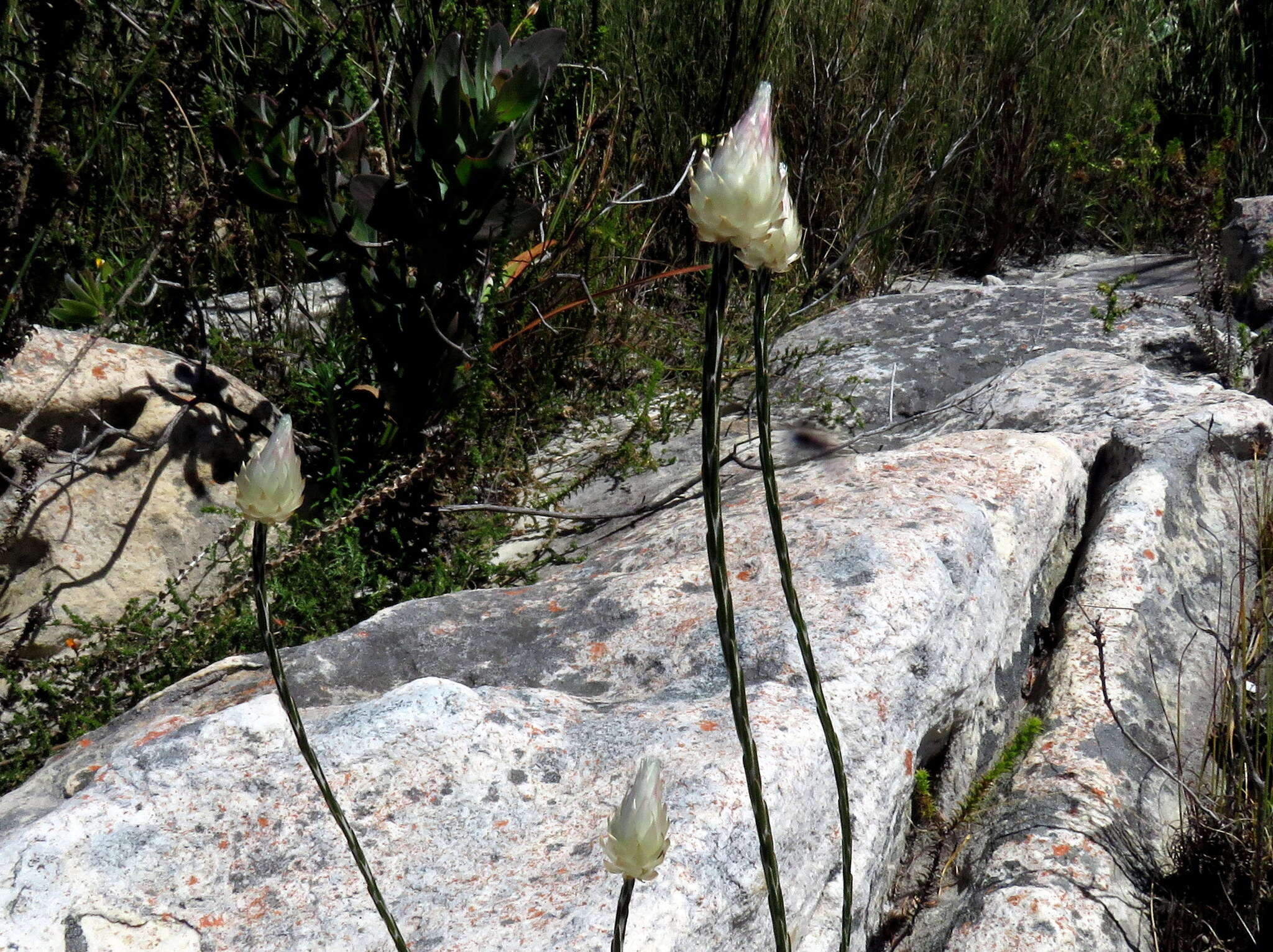 Image of Edmondia sesamoides (L.) O. M. Hilliard