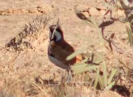 Imagem de Cinclosoma cinnamomeum Gould 1846