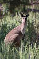 Macropus fuliginosus melanops Gould 1842 resmi