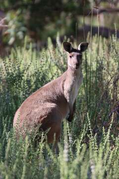 Image of Macropus fuliginosus melanops Gould 1842