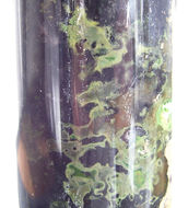 Image of Green sulfur bacteria