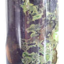 Image of Green sulfur bacteria