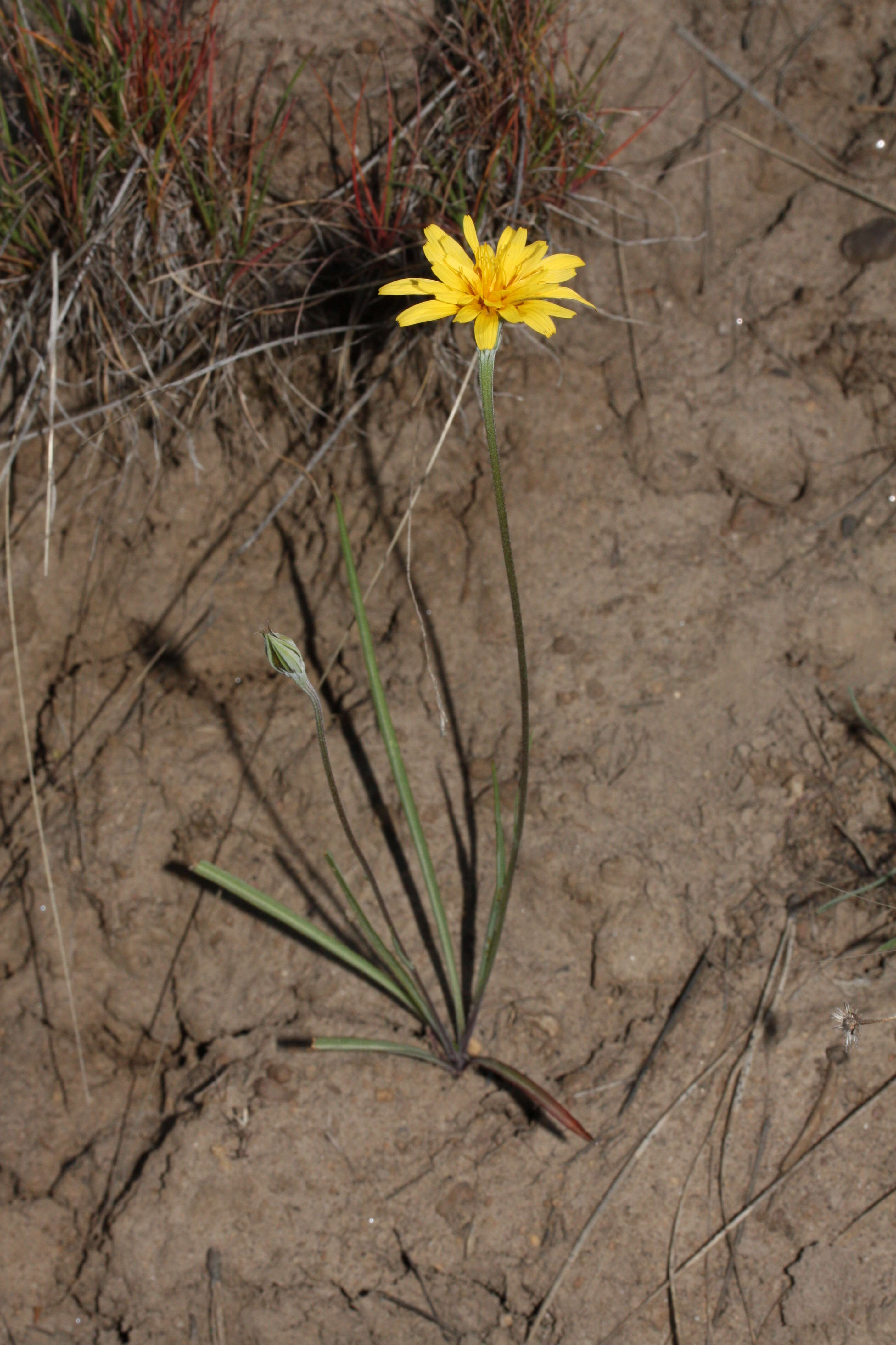 Image of nodding microseris