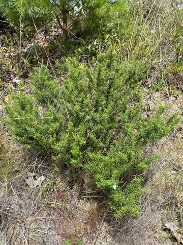 Image of Apalachicola false rosemary