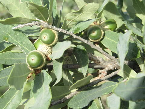 Image of Mohr oak