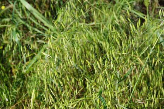 Image of Avena sterilis subsp. ludoviciana (Durieu) Gillet & Magne