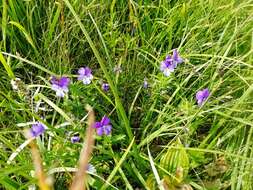 Image of Viola disjuncta W. Becker