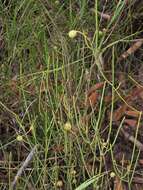 Image of Leptomeria acida R. Br.