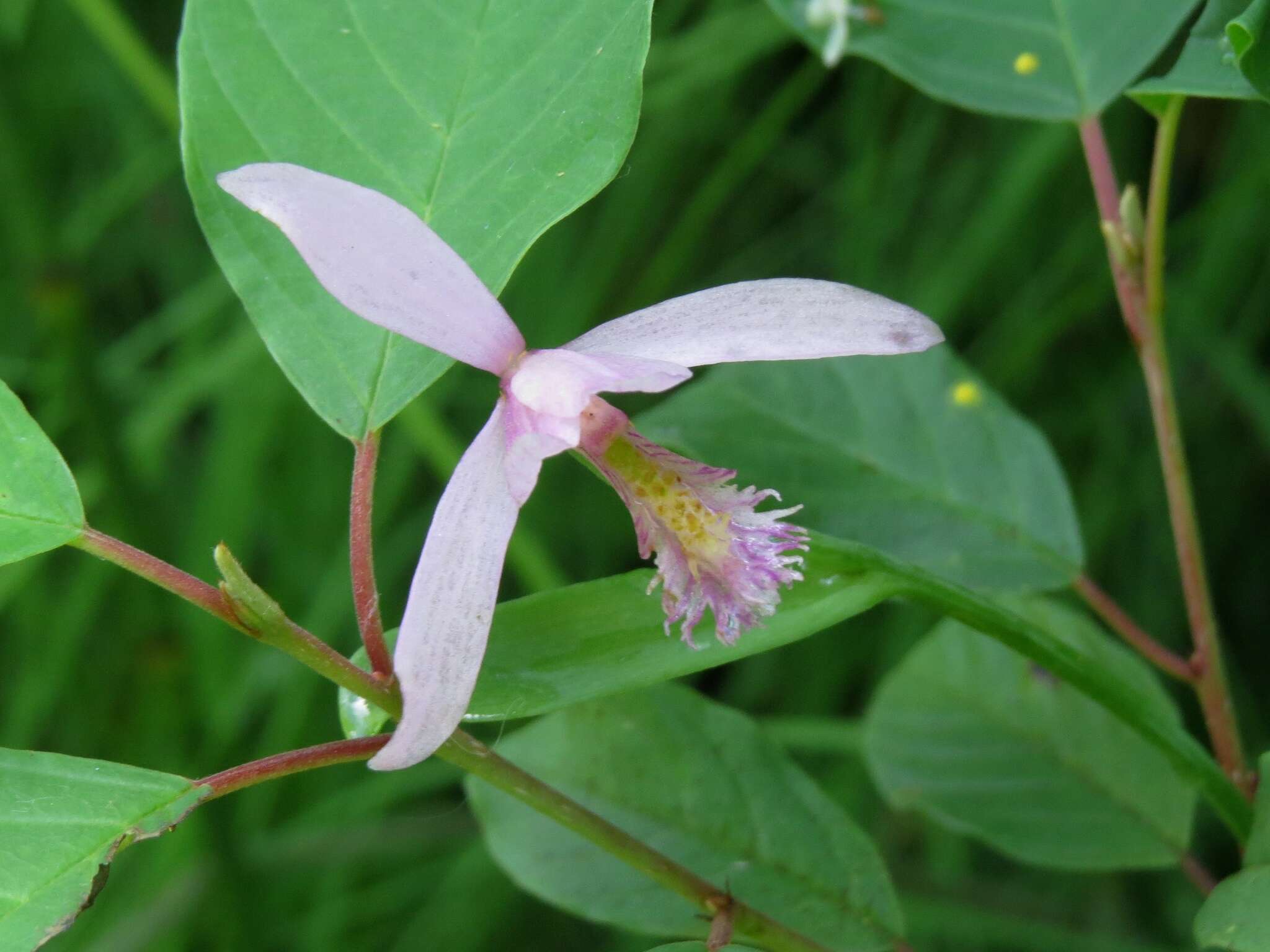 Image of snakemouth orchid