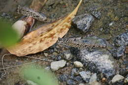 Image of Periophthalmus variabilis Eggert 1935