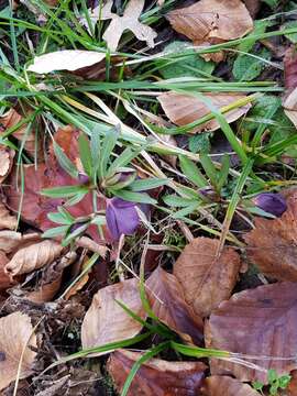 Image of Helleborus dumetorum subsp. atrorubens (Waldst. & Kit.) Merxm. & Podl.