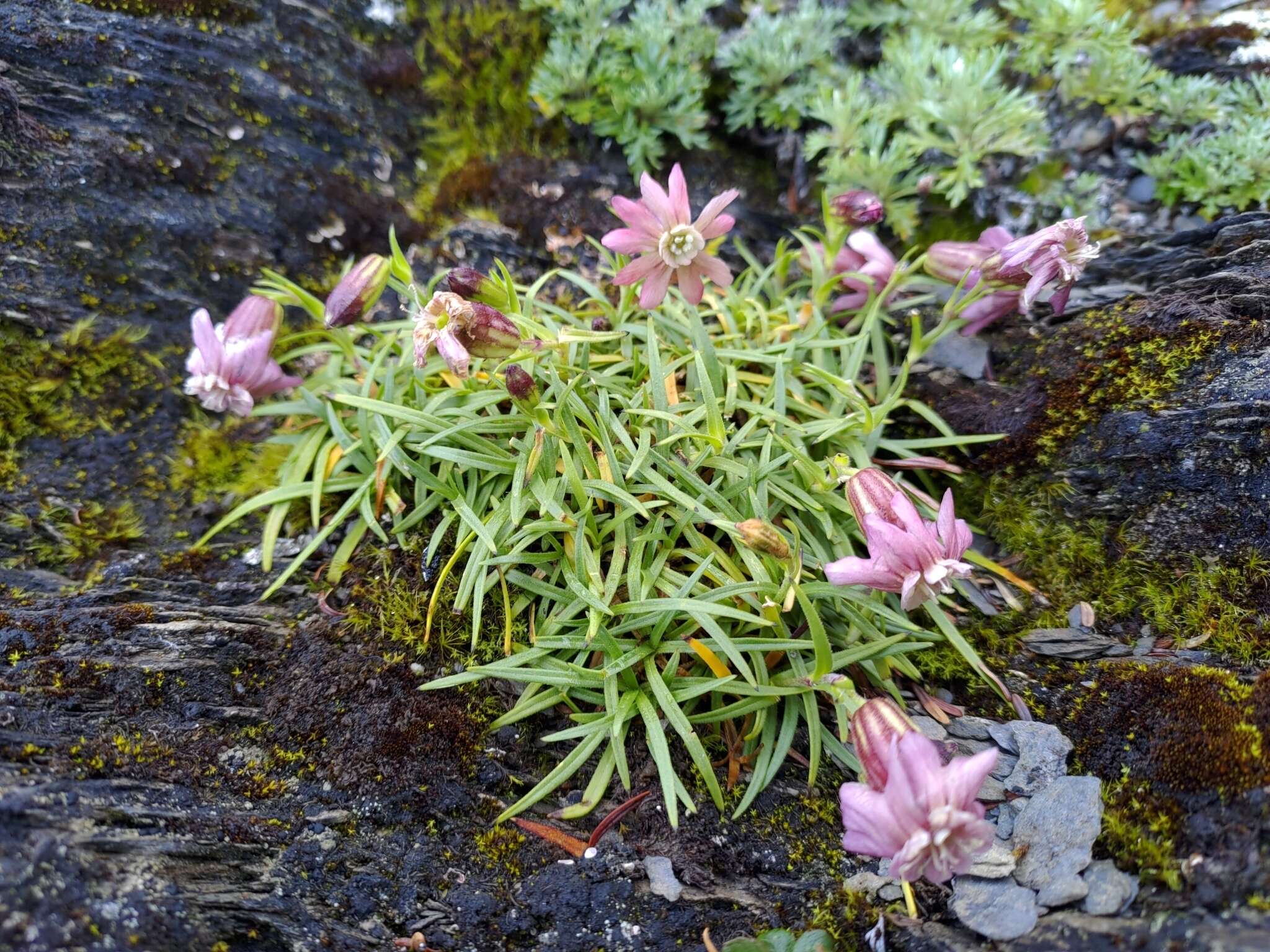 Слика од Silene morrisonmontana var. morrisonmontana