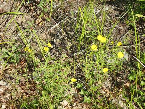 Image of longbranch frostweed