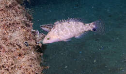 Image of Grey Wrasse