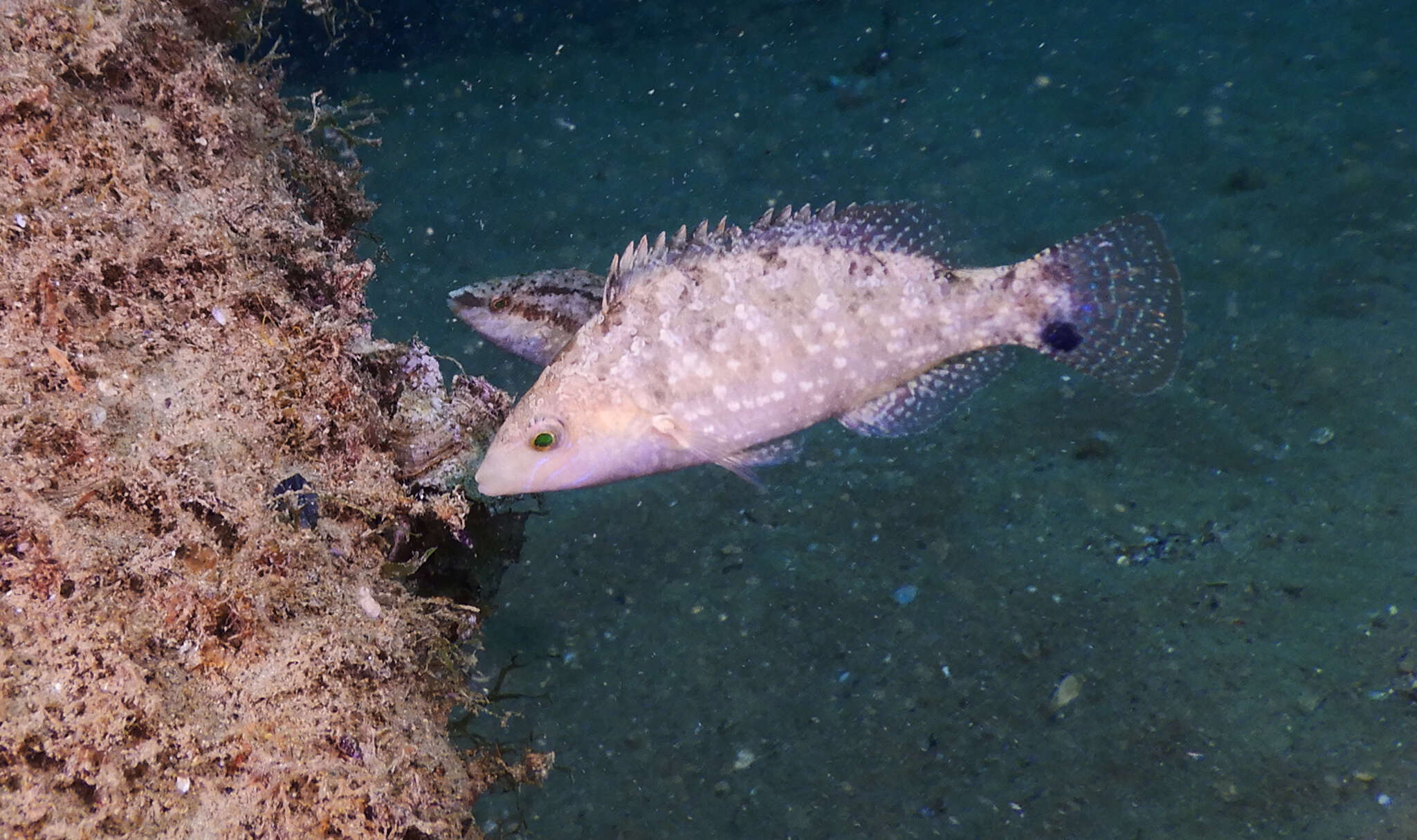 Image of Grey Wrasse