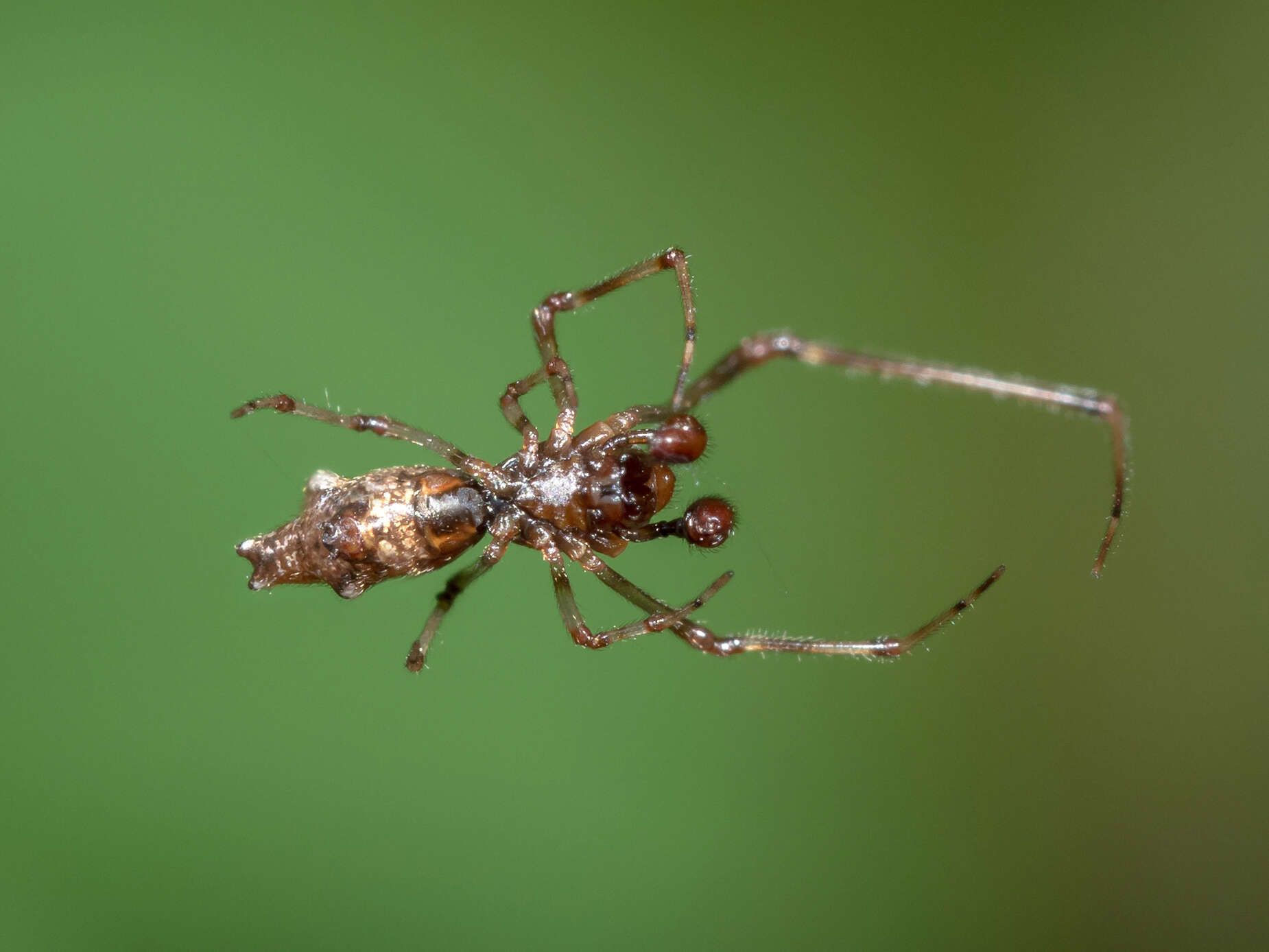 Image of Faiditus cancellatus (Hentz 1850)