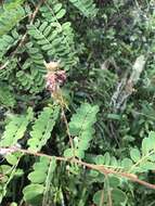 Indigofera lyallii Baker的圖片