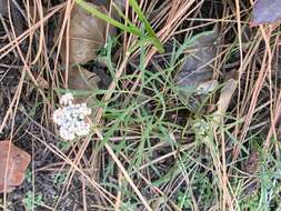 Image of Geyer's biscuitroot