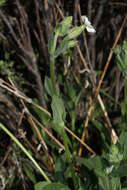 Image of Bladder Campion