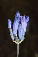 Image of largeflower triteleia