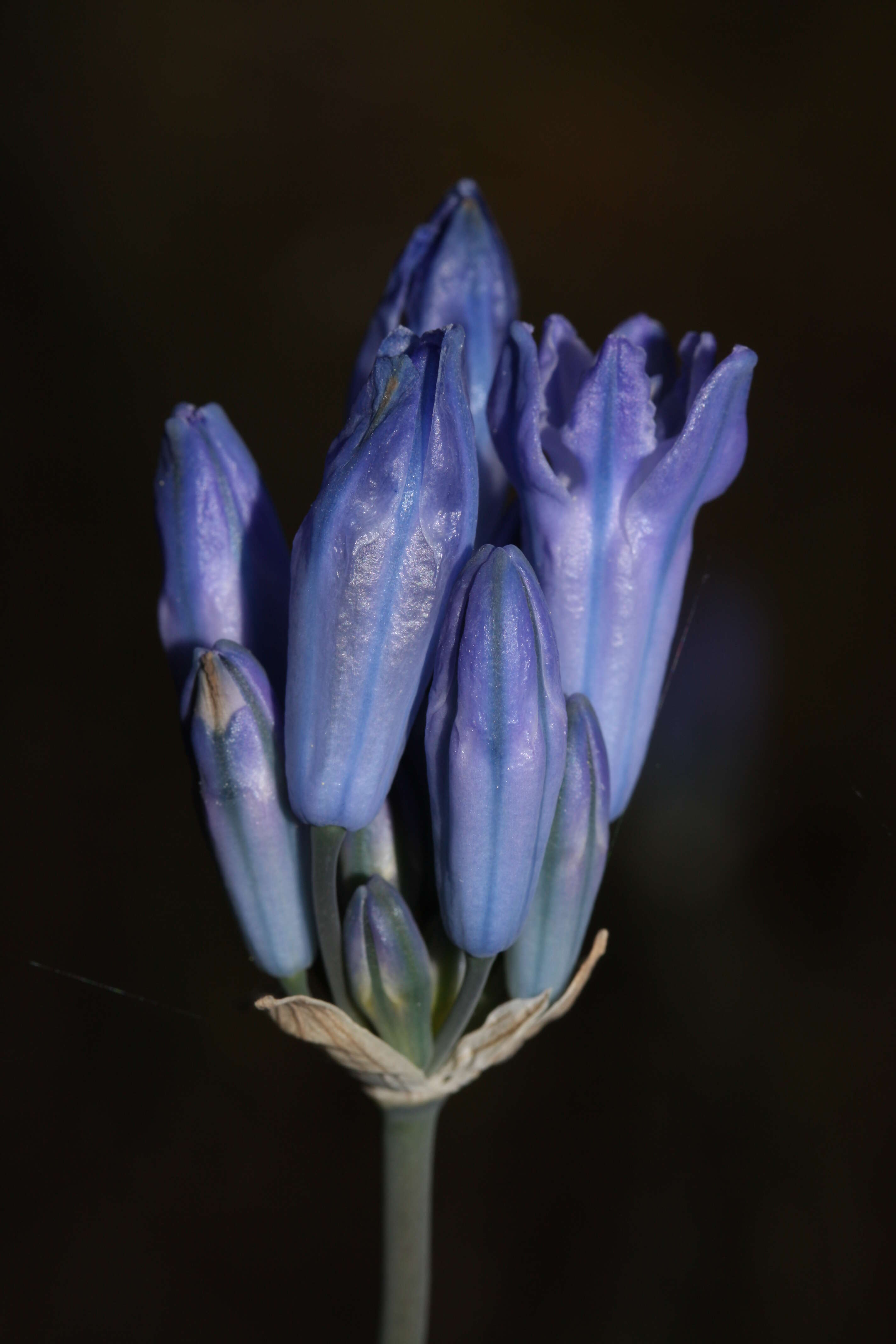 Image of largeflower triteleia