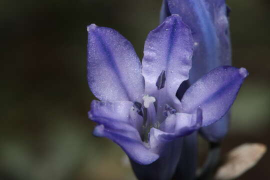 Image of largeflower triteleia