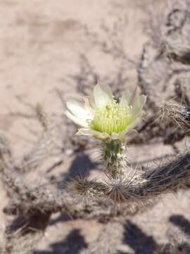 Image of Corynopuntia reflexispina (Wiggins & Rollins) Backeb.