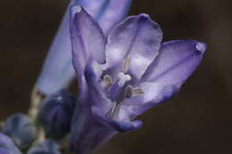 Image of largeflower triteleia